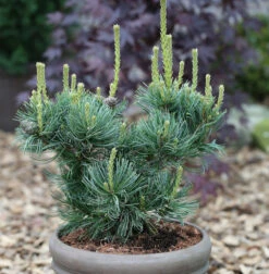 Mädchenkiefer Schoons Bonsai 50-60cm - Pinus Parviflora
