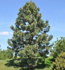 Gelb-Kiefer 80-100cm - Pinus Ponderosa