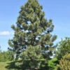 Gelb-Kiefer 60-80cm - Pinus Ponderosa