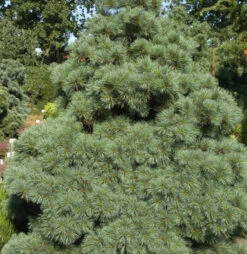 Die Zwergseidenkiefer Macopin 30-40cm - Pinus Strobus