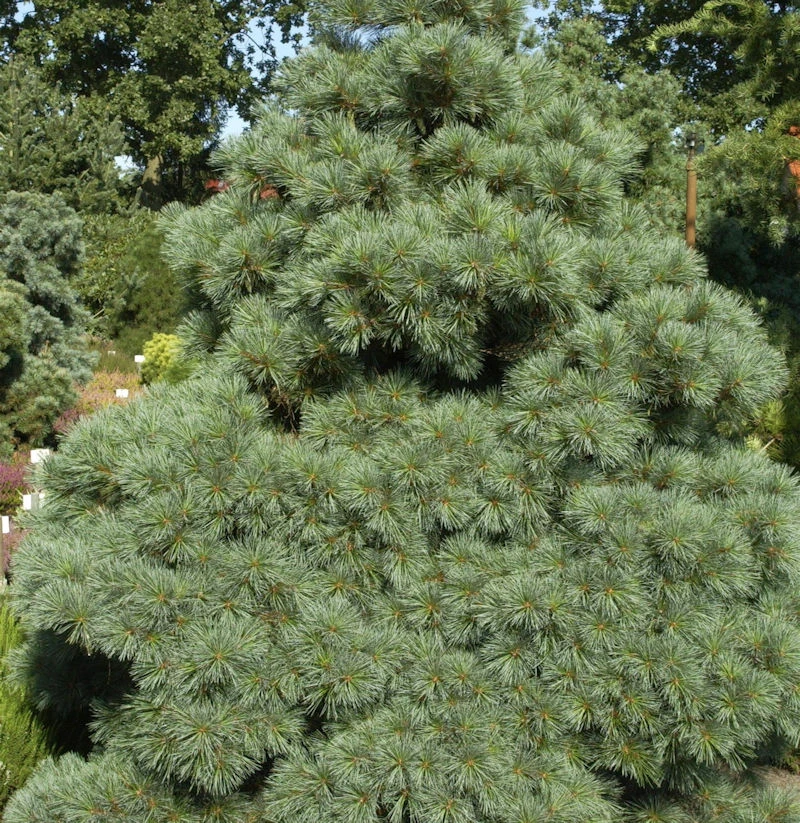 Die Zwergseidenkiefer Macopin 20-25cm - Pinus Strobus 1 Die Zwergseidenkiefer Macopin 20-25cm - Pinus Strobus