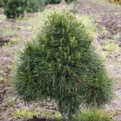 Kugelige Zwerg Kiefer Globosa Viridis 80-100cm - Pinus Sylvestris