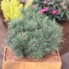 Blaue Zwerg Kiefer Martham 30-40cm - Pinus Sylvestris