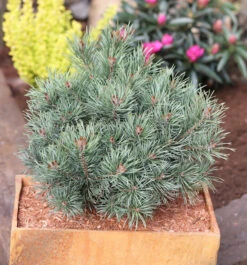 Blaue Zwerg Kiefer Martham 30-40cm - Pinus Sylvestris