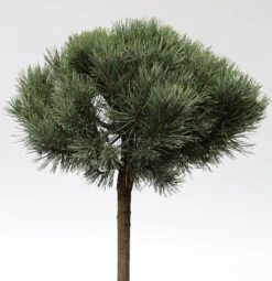 Hochstamm Silberkiefer 60-80cm - Pinus Sylvestris