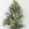 Silberkiefer 80-100cm - Pinus Sylvestris