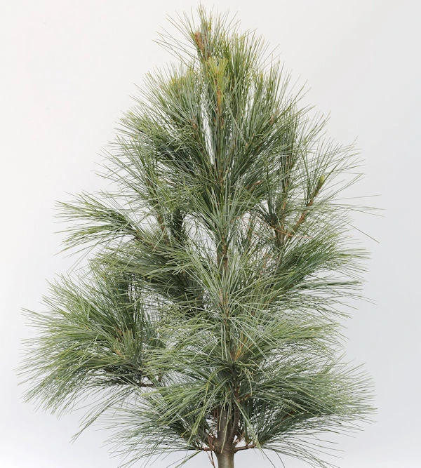 Silberkiefer 50-60cm - Pinus Sylvestris 1 Silberkiefer 50-60cm - Pinus Sylvestris
