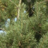 Norwegische Waldkiefer 40-60cm - Pinus Sylvestris