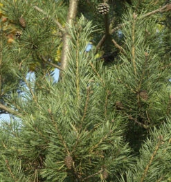 Norwegische Waldkiefer 40-60cm - Pinus Sylvestris