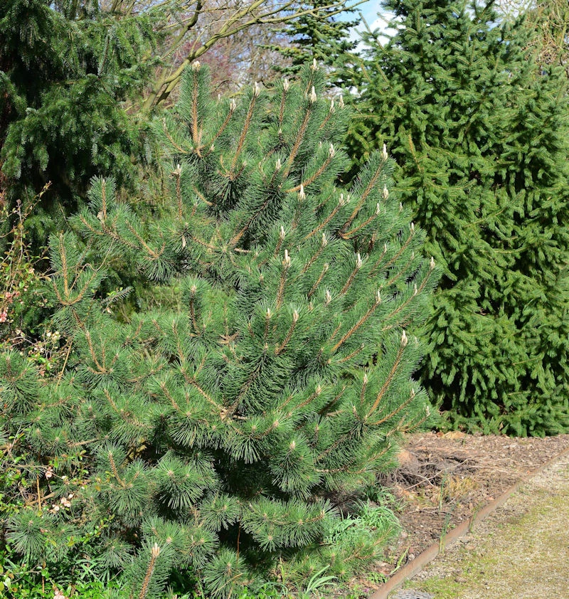 Japanische Schwarz-Kiefer Sayonara 60-70cm - Pinus Thunbergii 1 Japanische Schwarz-Kiefer Sayonara 60-70cm - Pinus Thunbergii