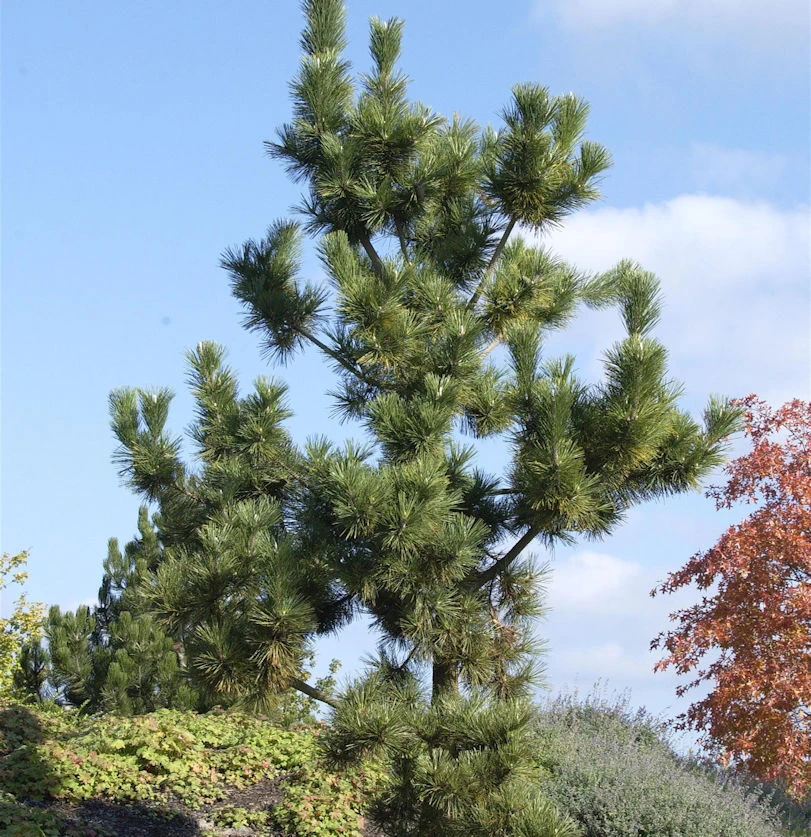 Japanische Schwarzkiefer 60-80cm - Pinus Thunbergii 1 Japanische Schwarzkiefer 60-80cm - Pinus Thunbergii