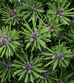 Zwerg Hakan Kiefer La Cabana 60-70cm - Pinus Uncinata