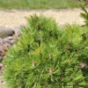 Hakenkiefer Nana 40-50cm - Pinus Uncinata