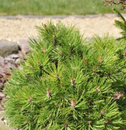 Hakenkiefer Nana 50-60cm - Pinus Uncinata