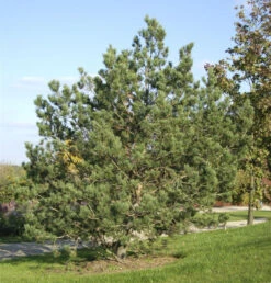 Waldkiefer 80-100cm - Pinus Sylvestris
