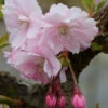 Frühe Zierkirsche 80-100cm - Prunus Accolade