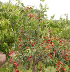 Sauerkirsche Schattenmorelle 60-80cm - Dunkelrote Saure Früchte