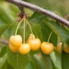 Süßkirsche Dönissens Gelbe Knorpel 60-80cm - Gelbe Süße Früchte