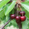 Süßkirsche Große Schwarze Knorpel 60-80cm - Dunkelrote Süße Früchte