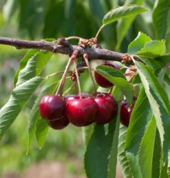 Selbstfruchtende Süßkirsche Lapiens 60-80cm - Rote Süße Früchte