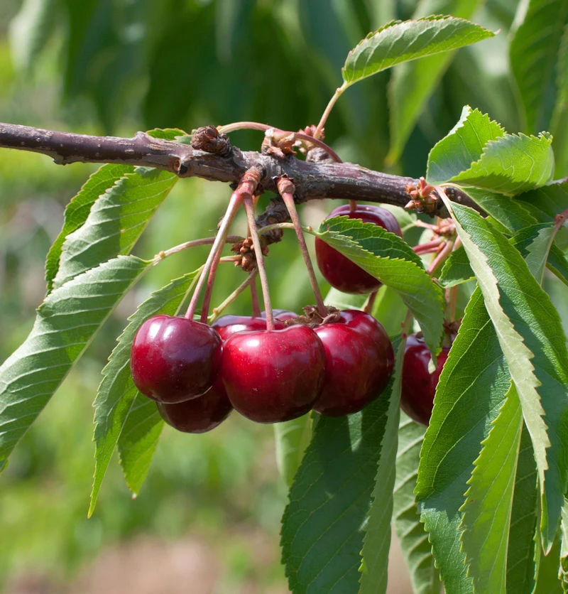 Selbstfruchtende Süßkirsche Lapiens 60-80cm - Rote Süße Früchte 1 Selbstfruchtende Süßkirsche Lapiens 60-80cm - Rote Süße Früchte