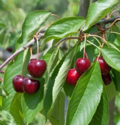 Süßkirsche Regina 60-80cm - Dunkelrote Süße Früchte