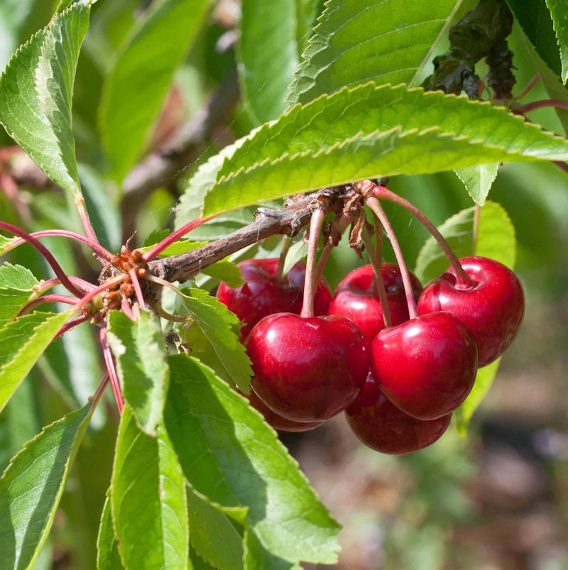 Selbstfruchtende Süßkirsche Stella 60-80cm - Rote Süße Früchte 1 Selbstfruchtende Süßkirsche Stella 60-80cm - Rote Süße Früchte