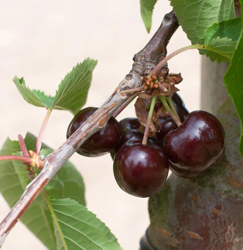 Süßkirsche Summit 60-80cm - Dunkelrote Süße Früchte 1 Süßkirsche Summit 60-80cm - Dunkelrote Süße Früchte