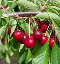 Selbstfruchtende Süßkirsche Sunburst 60-80cm - Dunkelrote Süße Früchte