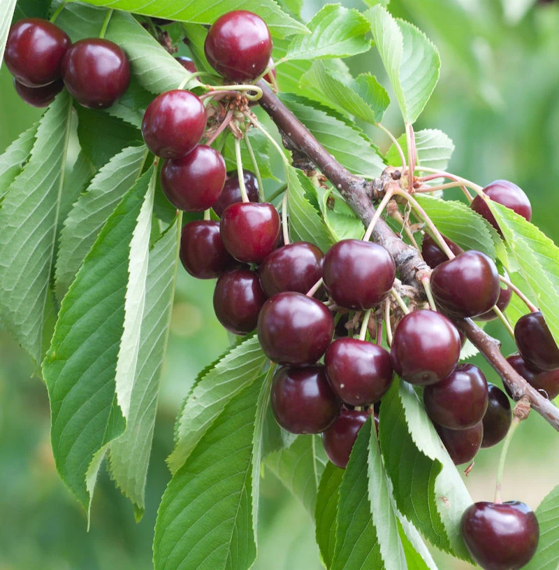 Säulen Süßkirsche Sylvia 60-80cm - Sehr Süß Und Aromatisch 1 Säulen Süßkirsche Sylvia 60-80cm - Sehr Süß Und Aromatisch