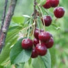 Sauerkirsche Beutelspacher Rexelle 60-80cm - Hellrote Saure Früchte