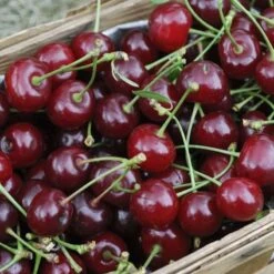 Sauerkirsche Pandy 60-80cm - Dunkelrote Saure Früchte