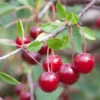 Sauerkirsche Karneol 60-80cm - Rote Saure Früchte