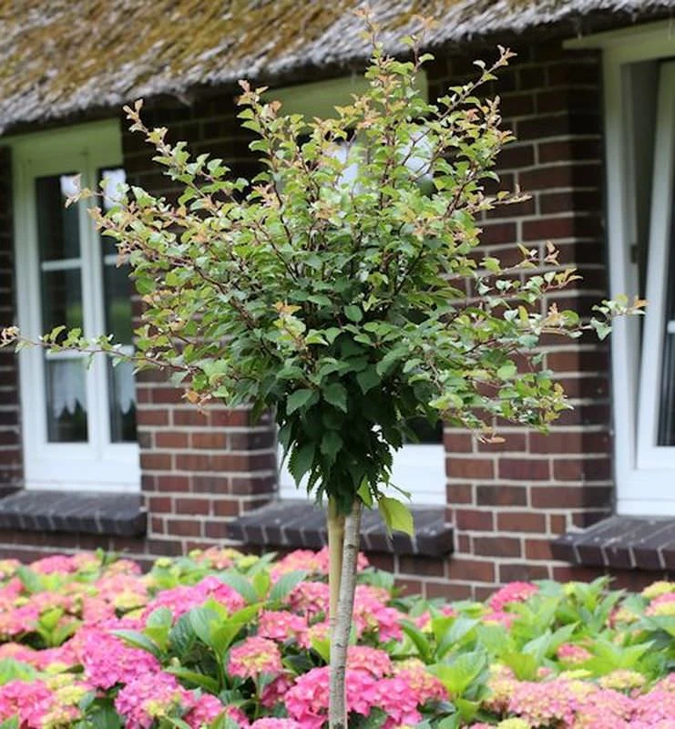 Hochstamm Geschlitzte Zierkirsche Kojou No Mai 100-125cm - Prunus Incisa 1 Hochstamm Geschlitzte Zierkirsche Kojou No Mai 100-125cm - Prunus Incisa