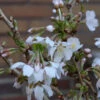 Geschlitzte Zierkirsche Kojou No Mai 30-40cm - Prunus Incisa