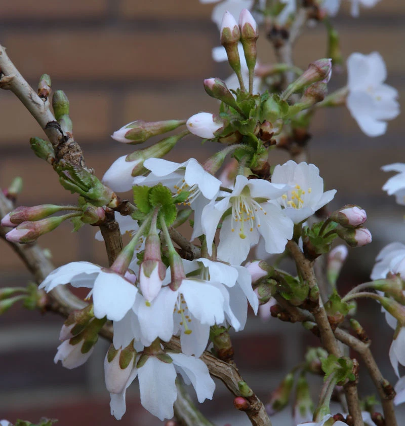Geschlitzte Zierkirsche Kojou No Mai 30-40cm - Prunus Incisa 1 Geschlitzte Zierkirsche Kojou No Mai 30-40cm - Prunus Incisa