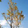 Amur-Kirsche Amber Beauty 80-100cm - Prunus Maackii