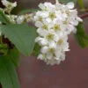 Traubenkirsche 100-125cm - Prunus Padus