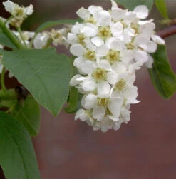 Traubenkirsche 100-125cm - Prunus Padus