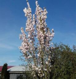 Japanische Säulenkirsche 60-80cm - Prunus Serrulata