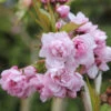 Japanische Hänge Nelkenkirsche 60-80cm - Prunus Serrulata