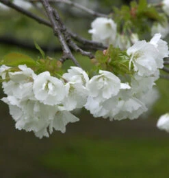 Fudschijama Kirsche Shirotae 100-125cm - Prunus Serrulata