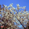 Japanische Blütenkirsche Tai Haku 80-100cm - Prunus Serrulata