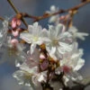 Schneekirsche Winterkirsche 125-150cm - Prunus Subhirtella
