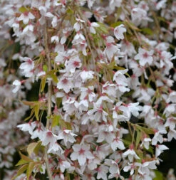 Frühlingshängekirsche 100-125cm - Prunus Subhirtella