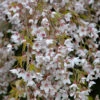 Frühlingshängekirsche 80-100cm - Prunus Subhirtella