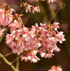Hochstamm Higan Kirsche 60-80cm - Prunus Subhirtella