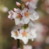 Filzkirsche Orient 40-60cm - Prunus Tomemtosa