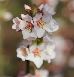 Filzkirsche Orient 40-60cm - Prunus Tomemtosa