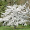 Japanische Maienkirsche 60-80cm - Prunus Yedoensis